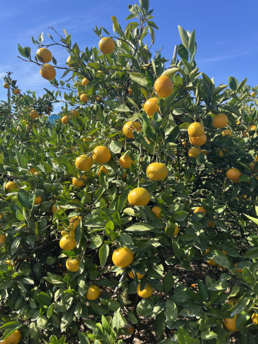 産地直送みかん🍊の出荷が開始！