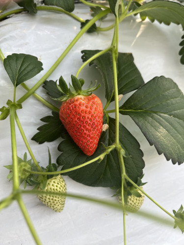 全国の美味しい苺🍓の販売中