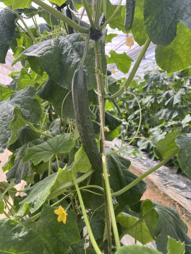 宮城県産きゅうり🥒
