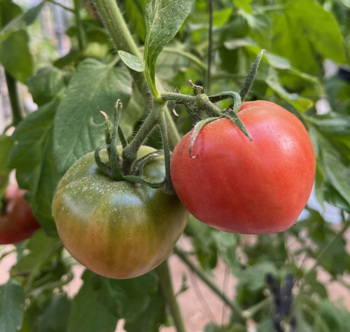 マルセンファームさんのデリシャストマト🍅