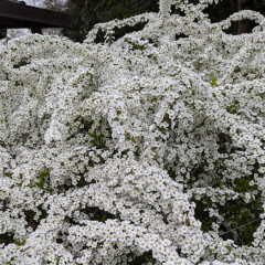 PXL_20250329_072054985.jpg