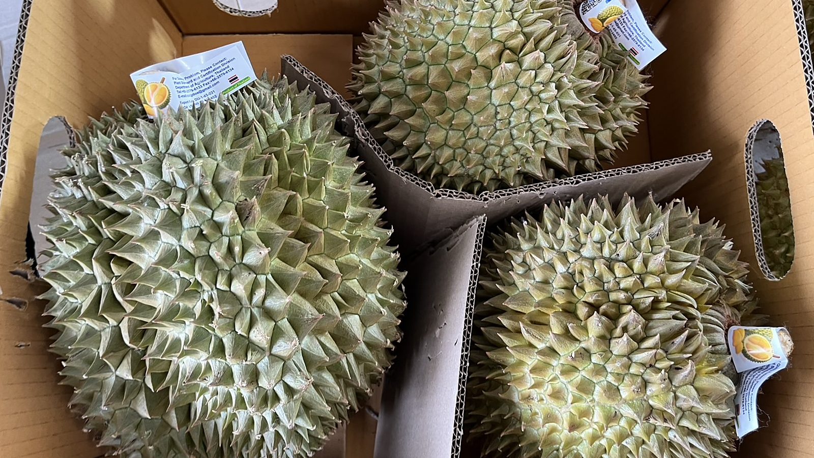 タイから輸入したドリアン