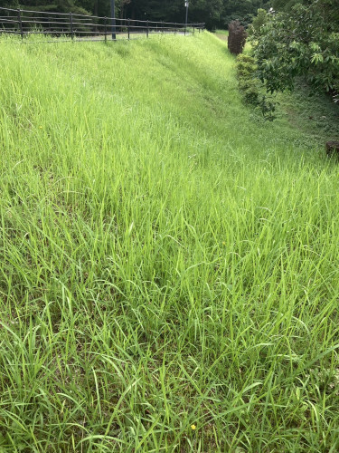 S__215670796_0.jpg
