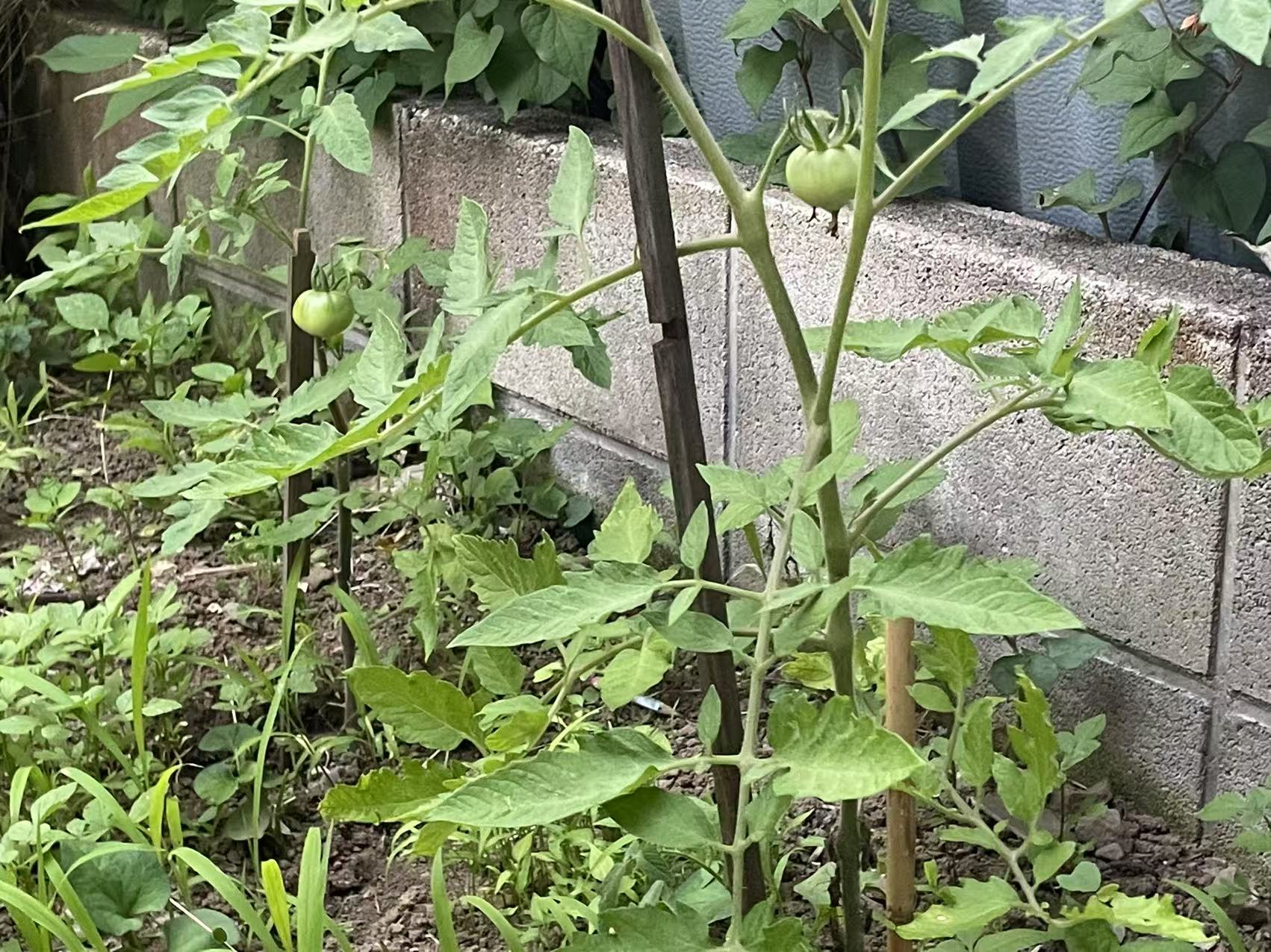 家庭菜園