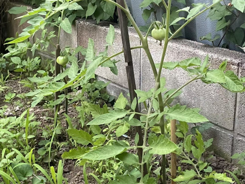家庭菜園