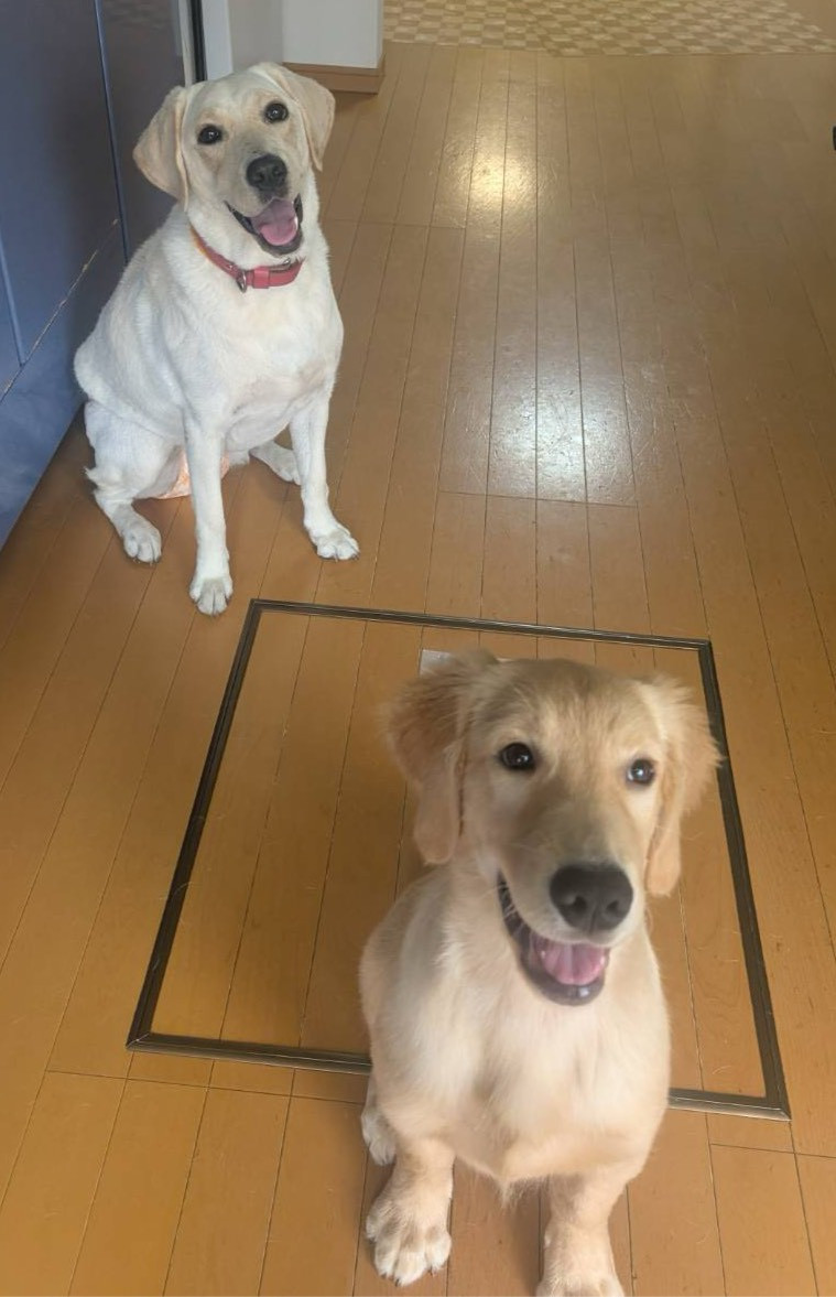 ナース原セラピー犬