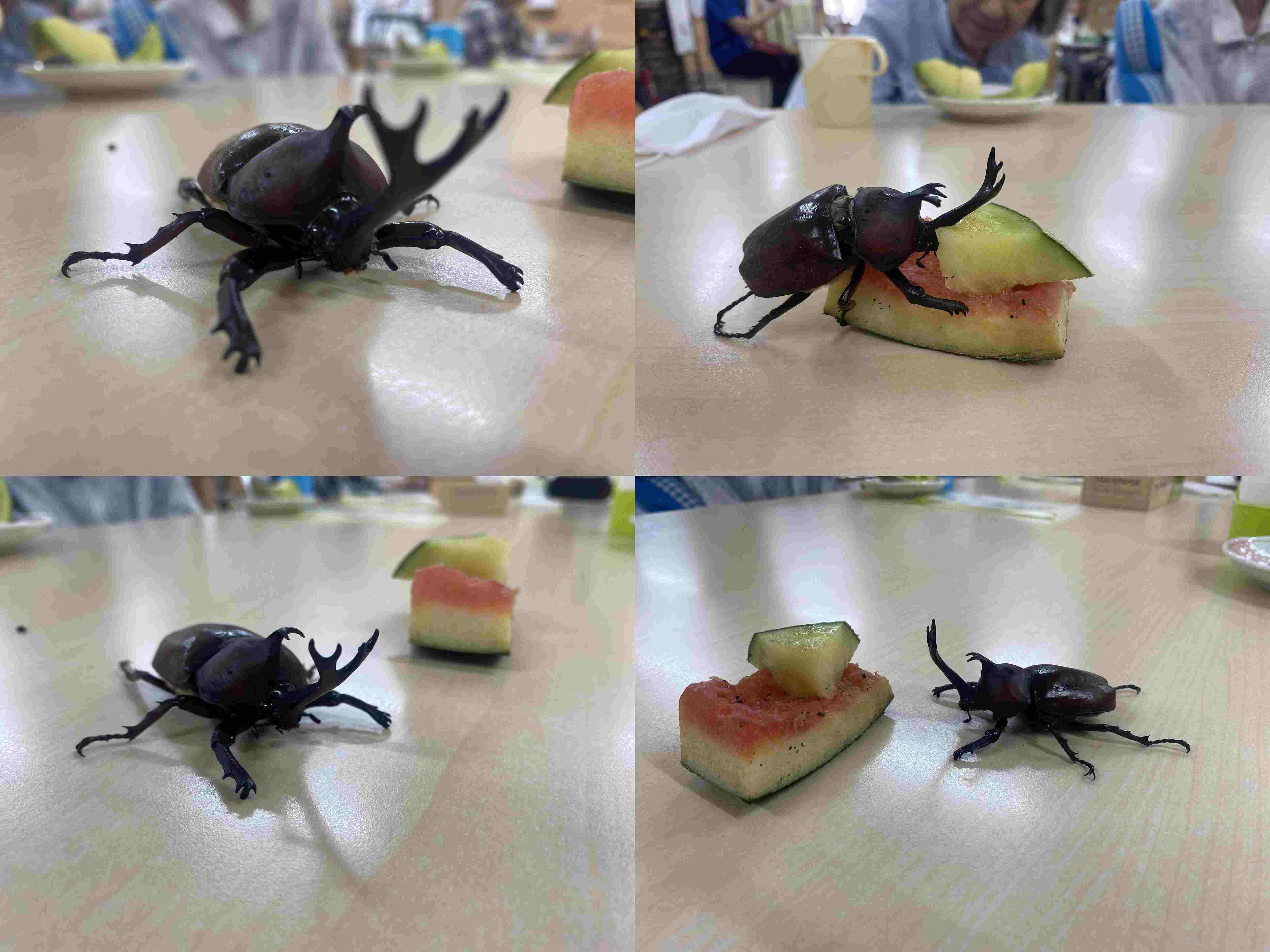 隣の森からお客様？傷だらけのヒーローがやってきました