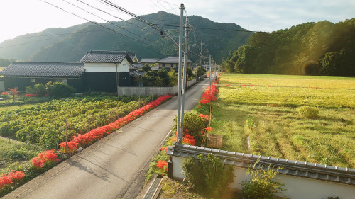 曼珠沙華が満開