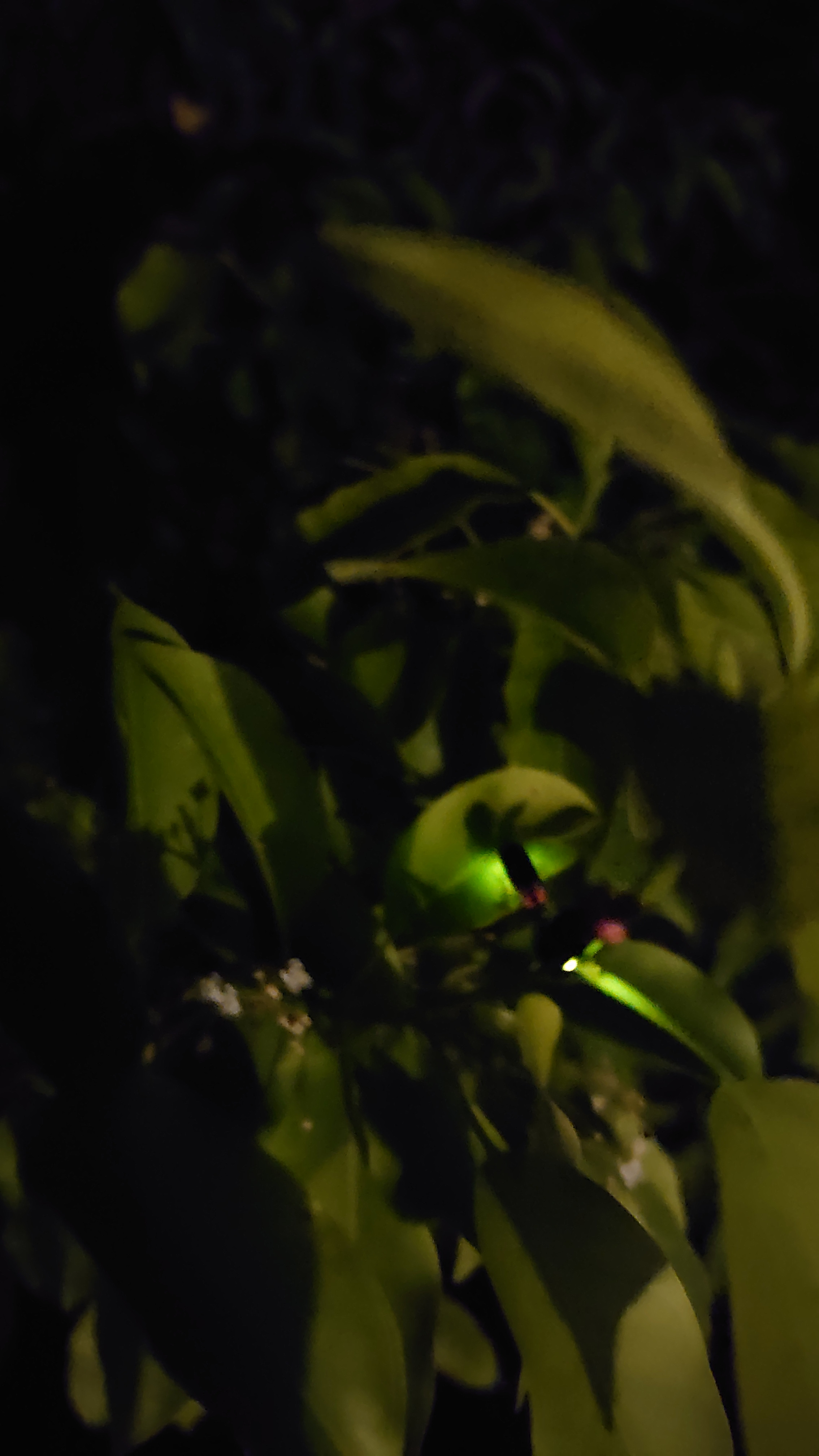 ホタルが飛び始めました