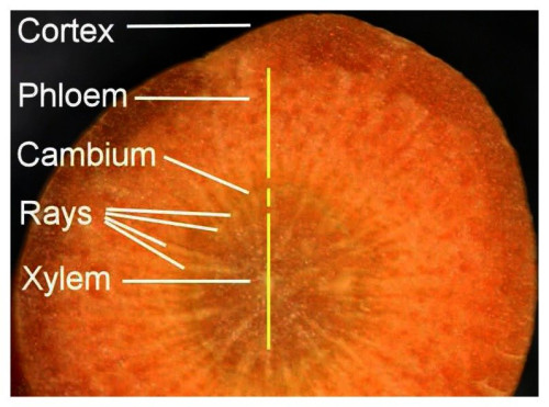 Cross-section-of-carrot-structure.png