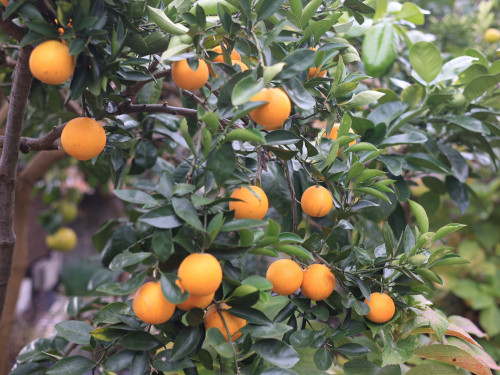 Orange trees