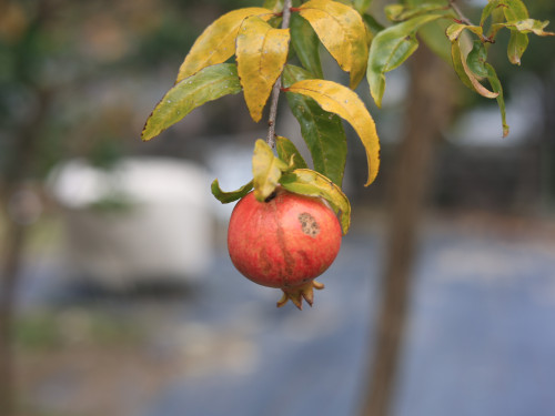 Pomegranate