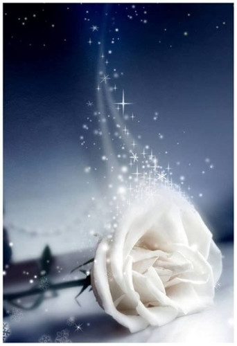白い薔薇.jpg