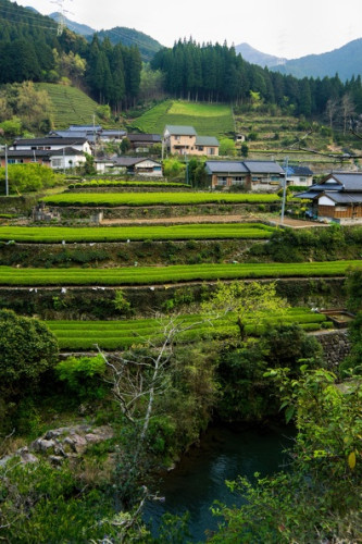 熊本茶熊本緑茶.jpg