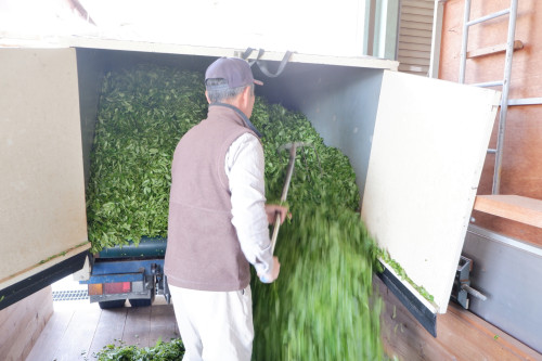 水前寺緑茶熊本お茶教室.jpg