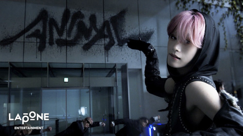 ANIMAL_MV_サムネ.jpg