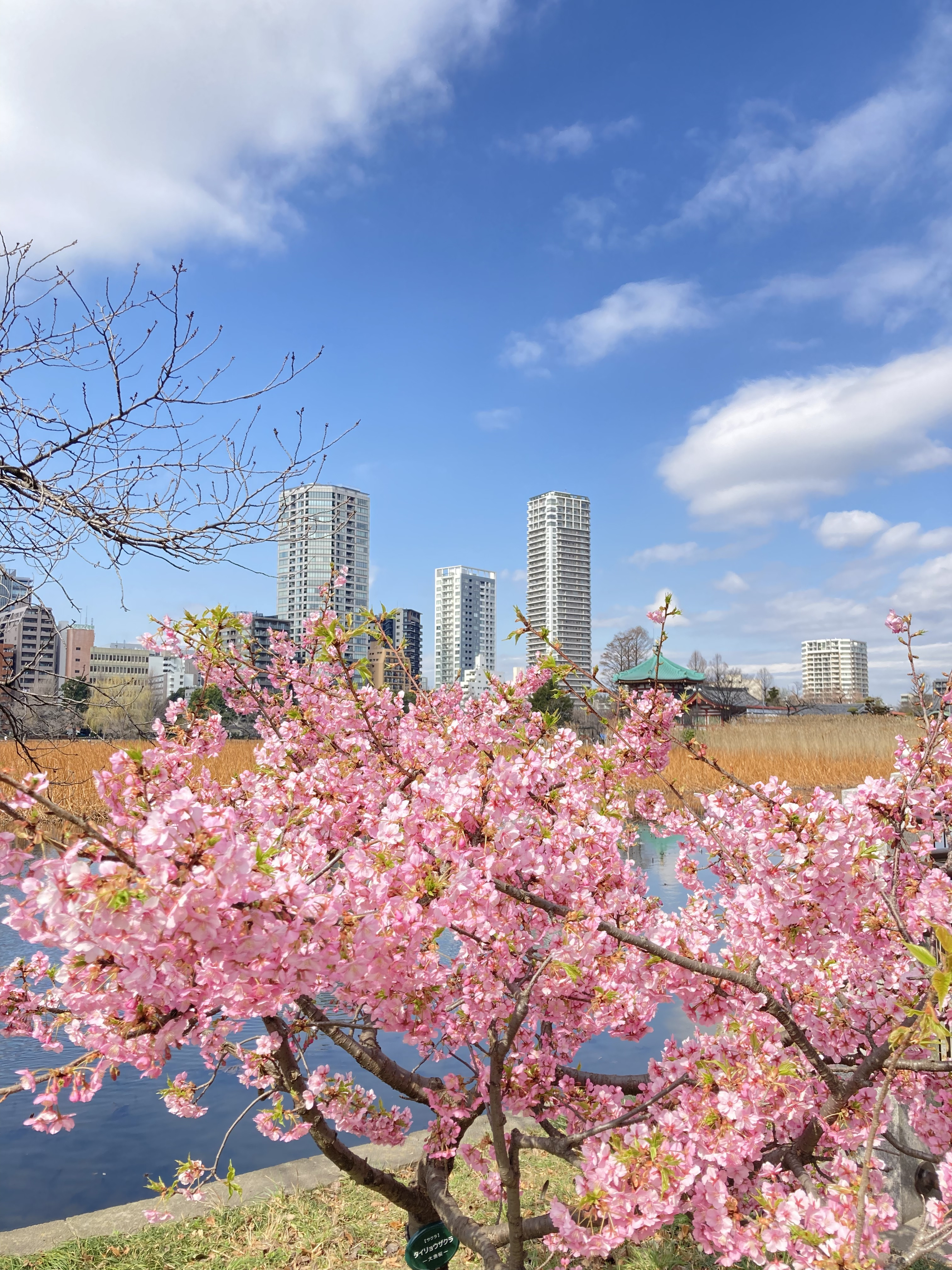 東京へ