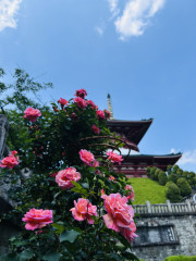 IMG_9738.jpeg