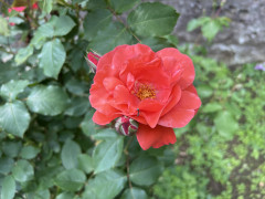 IMG_9740.jpeg