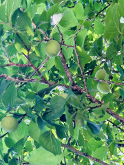 IMG_9743.jpeg