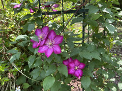 IMG_9920.jpeg
