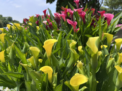 IMG_9918.jpeg