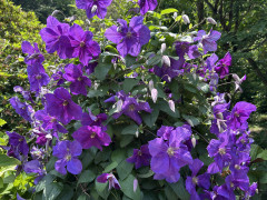 IMG_9921.jpeg