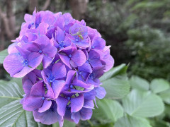 IMG_0012.jpeg