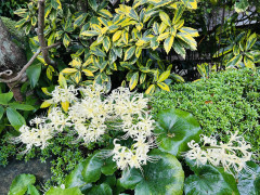 IMG_0301.jpeg