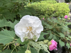 IMG_0305.jpeg
