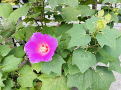 IMG_0308.jpeg
