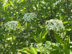 IMG_1020.jpeg