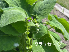 IMG_1017.jpeg