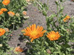 IMG_1008.jpeg