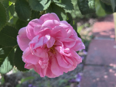 IMG_0999.jpeg