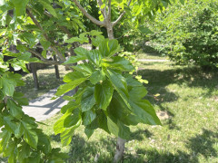 IMG_1010.jpeg