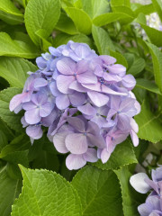 IMG_1068.jpeg