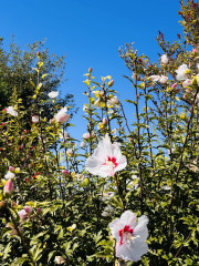 IMG_1337.jpeg