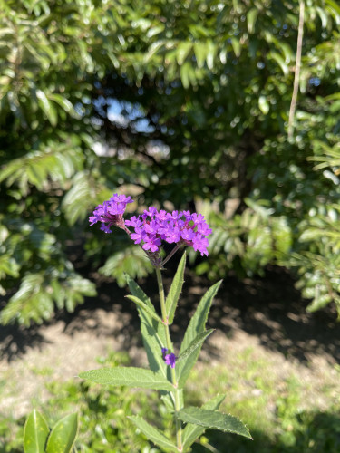IMG_6247.jpeg