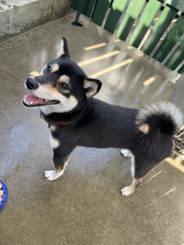 豆柴 オス 3ヶ月