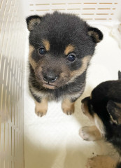 shiba_01.jpg