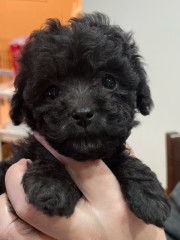 トイプードル４匹産まれました。