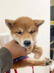 shibainu_03.jpg