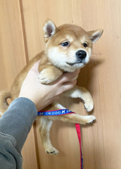 shibainu_02.jpg