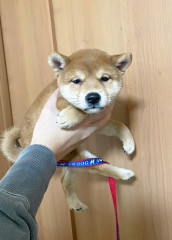 shibainu01.jpg