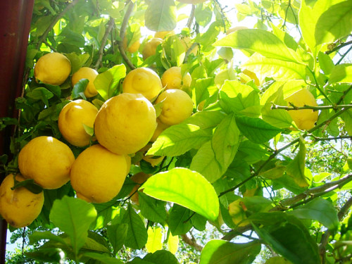 レモンの木.jpg