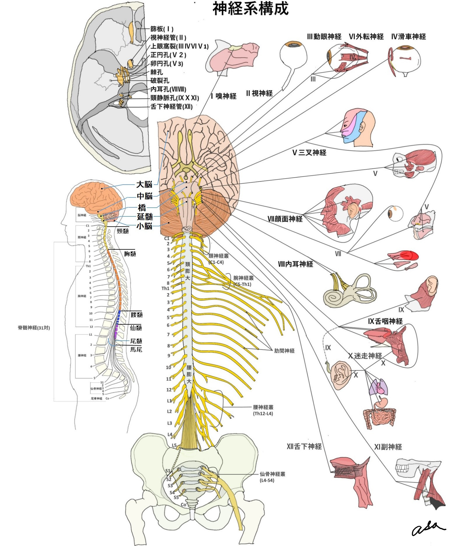 神経系の構成