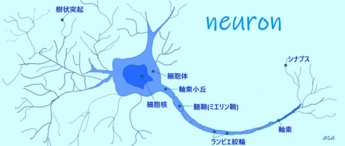 3細胞膜　図2.jpg