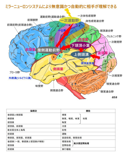 15脳構造 大脳皮質　2.jpg