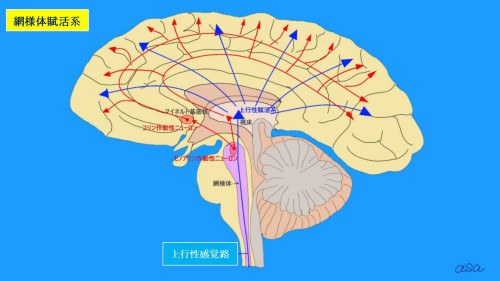 21網様体賦活_01.jpg